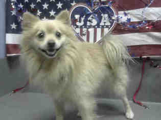 Pomeranian Dogs for adoption in Moreno Valley, CA, USA