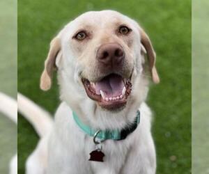 Labrador Retriever-Unknown Mix Dogs for adoption in San Diego, CA, USA