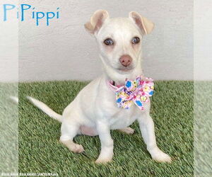 Chihuahua-Unknown Mix Dogs for adoption in San Diego, CA, USA