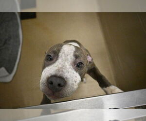 American Pit Bull Terrier Dogs for adoption in Decatur, IL, USA