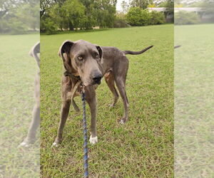 Great Dane Dogs for adoption in Bullard, TX, USA