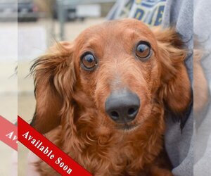 Medium Photo #1 Dachshund Puppy For Sale in Huntley, IL, USA