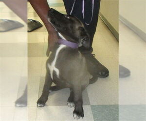 Siberian Husky-Unknown Mix Dogs for adoption in Oklahoma City, OK, USA
