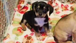 Medium Photo #1 Beagi Puppy For Sale in Hockessin, DE, USA