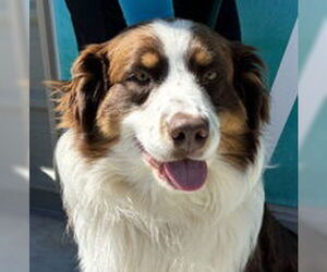 Australian Shepherd Dogs for adoption in Salinas, CA, USA