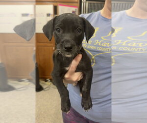 Borador Dogs for adoption in Williamsburg, IA, USA