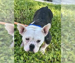 Bulldog-Unknown Mix Dogs for adoption in Fort Lauderdale, FL, USA