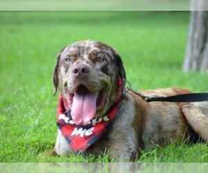 Catahoula Leopard Dog Dogs for adoption in Mt Vernon, IN, USA