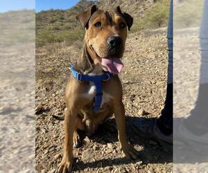 American Pit Bull Terrier-Chinese Shar-Pei Mix Dogs for adoption in Queen Creek, AZ, USA