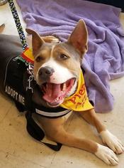 American Staffordshire Terrier Dogs for adoption in La Quinta, CA, USA