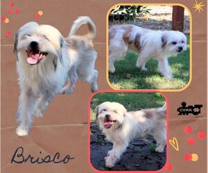 Shih Apso Dogs for adoption in Lindsay, CA, USA