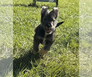 Pomeranian-Unknown Mix Dogs for adoption in Lenoir, NC, USA