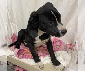 Mutt Dogs for adoption in Modesto, CA, USA