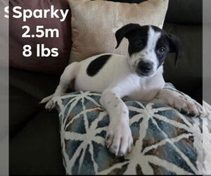 Pointer-Unknown Mix Dogs for adoption in Virginia Beach, VA, USA