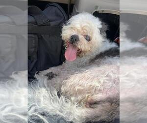 Shih Tzu-Unknown Mix Dogs for adoption in Fort Lauderdale, FL, USA
