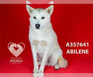 Siberian Husky-Unknown Mix Dogs for adoption in Stockton, CA, USA