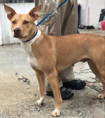 Pharaoh Hound Dogs for adoption in Atlanta, GA, USA