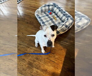 Dogo Argentino-Labrador Retriever Mix Dogs for adoption in Brewster, NY, USA