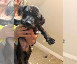 Staffordshire Bull Terrier-Unknown Mix Dogs for adoption in Holly Springs, NC, USA