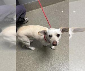 Chihuahua-Unknown Mix Dogs for adoption in Las Vegas, NV, USA