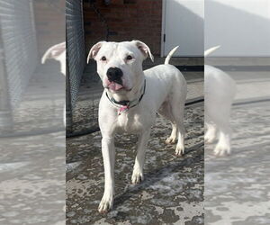 Mutt Dogs for adoption in Fort Collins, CO, USA