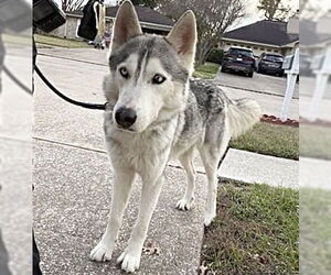 Siberian Husky Dogs for adoption in Houston, TX, USA