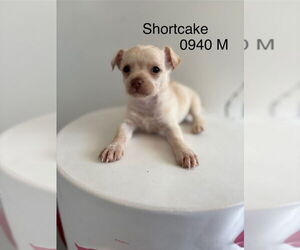 Wapoo Dogs for adoption in Studio City, CA, USA