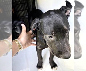Labrador Retriever-Unknown Mix Dogs for adoption in Houston, TX, USA