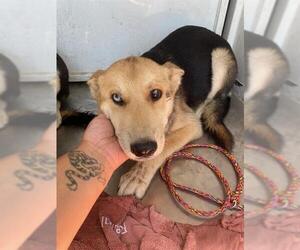 German Shepherd Dog-Siberian Husky Mix Dogs for adoption in Stockton, CA, USA