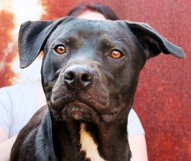  Dogs for adoption in Broken Arrow, OK, USA