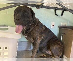 Mastiff-Unknown Mix Dogs for adoption in Grand Prairie, TX, USA