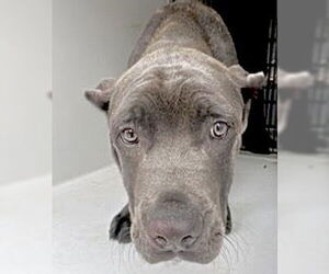 Mutt Dogs for adoption in Houston, TX, USA