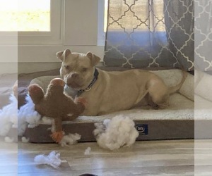 American Bulldog-Unknown Mix Dogs for adoption in New Oxford , PA, USA