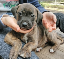 Boxer Dogs for adoption in Sanford, FL, USA