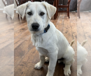 Golden Pyrenees Dogs for adoption in Brooklyn Center, MN, USA