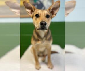 Chi-Corgi Dogs for adoption in Rustburg, VA, USA