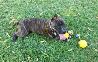 American Pit Bull Terrier Dogs for adoption in valley center, CA, USA