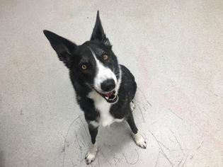 Border Collie Dogs for adoption in Spokane, WA, USA
