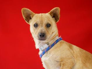 Pembroke Welsh Corgi Dogs for adoption in Pasadena, CA, USA