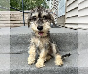 Miniature Schnauzer-Unknown Mix Dogs for adoption in Newfield, NJ, USA