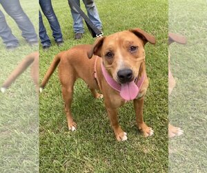 Labrador Retriever-Redbone Coonhound Mix Dogs for adoption in Glenwood, GA, USA