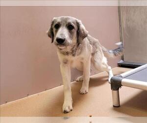 Australian Retriever Dogs for adoption in Martinez, CA, USA