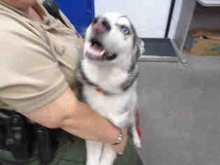 Siberian Husky Dogs for adoption in Fairfield, CA, USA
