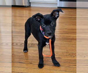 Borador Dogs for adoption in GILBERTS, IL, USA