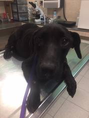 Labrador Retriever-Unknown Mix Dogs for adoption in Del Rio, TX, USA