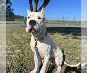 Dogo Argentino Dogs for adoption in McKinleyville, CA, USA