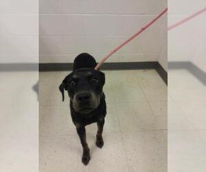 Rottweiler-Unknown Mix Dogs for adoption in Gulfport, MS, USA