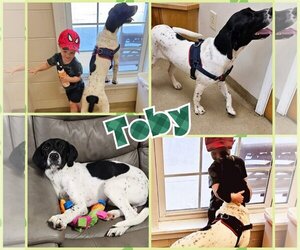 Pointer Dogs for adoption in Blacksburg, SC, USA