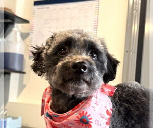 Poodle (Miniature) Dogs for adoption in Wheaton, IL, USA