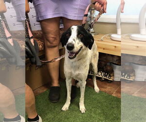 Border Collie-English Springer Spaniel Mix Dogs for adoption in Amarillo, TX, USA